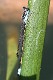 J17_3670 Ischnura heterosticta male
